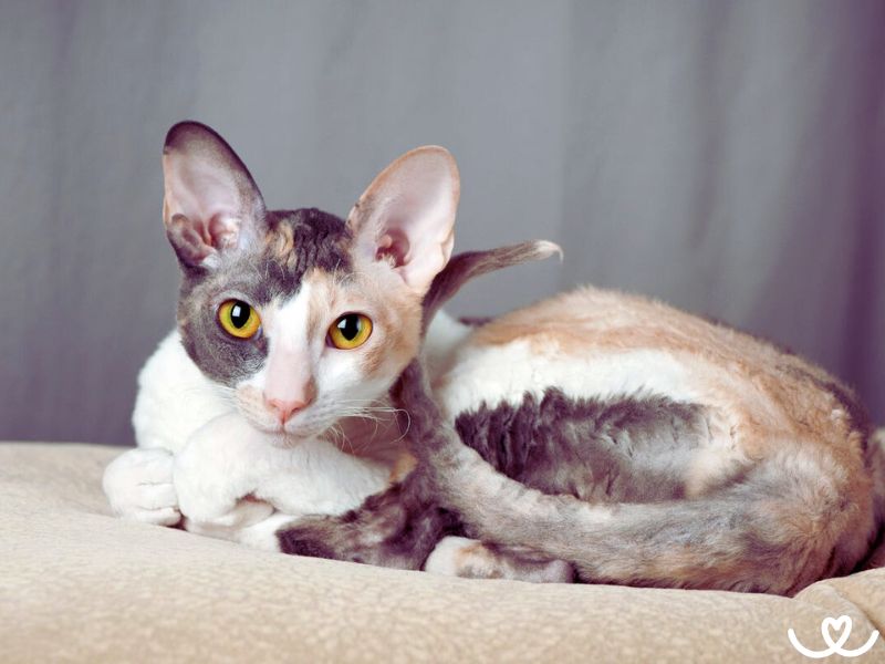 Cornish-rex (6)